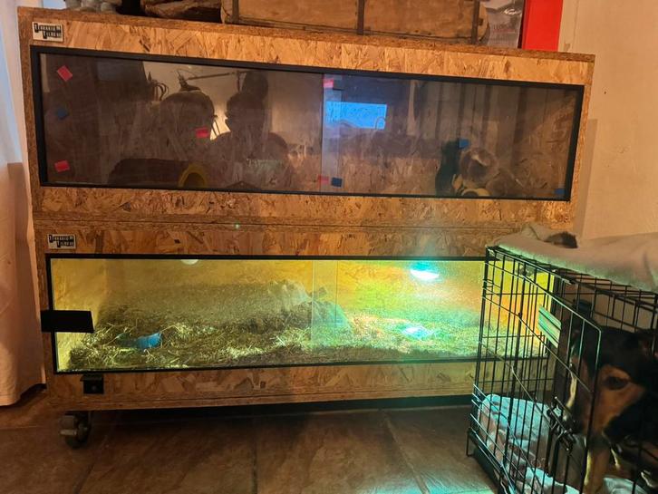 Sulcata schildpad – 3 stuks (4 jaar) – incl. 2 terrariums