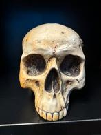 Mayer skull anatomisch, Ophalen of Verzenden, Zo goed als nieuw