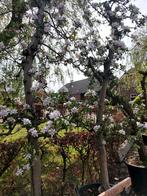 Appelbomen en andere fruitbomen, Tuin en Terras, Planten | Bomen, Ophalen, In pot, Volle zon, Overige soorten
