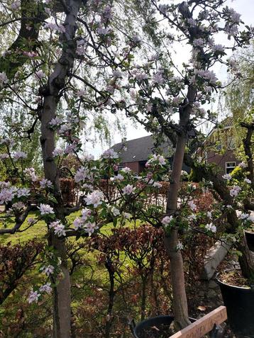 Appelbomen en andere fruitbomen beschikbaar voor biedingen