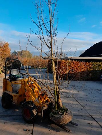 Oude perenbomen  beschikbaar voor biedingen