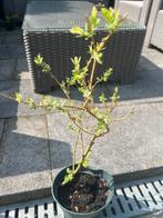 Salix integra, Ophalen of Verzenden