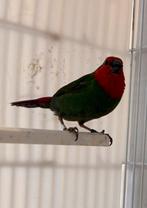 Roodkop papegaai amadine, Dieren en Toebehoren, Vogels | Overige Vogels, Meerdere dieren, Tropenvogel, Geringd