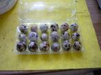 broed eieren japanse kwartel, Overige soorten