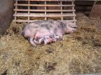Te koop prachtige vleesbiggen en een dekrijpe zeug, Dieren en Toebehoren, Schapen, Geiten en Varkens, Meerdere dieren, Varken