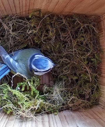 Vogelhuisje met wifi camera beschikbaar voor biedingen
