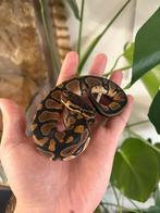 Baby vrouwtje koningspython, Dieren en Toebehoren, Reptielen en Amfibieën, Slang, 0 tot 2 jaar