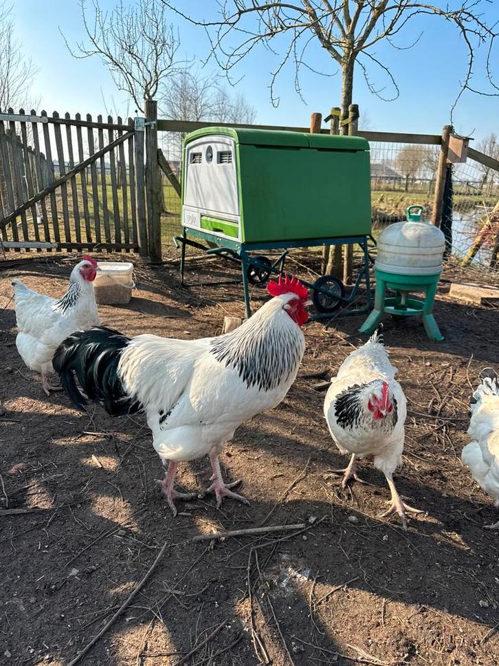 Broedeieren Sussex Columbia kippen, Dieren en Toebehoren, Pluimvee