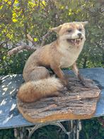 Taxidermie opgezette vos, Verzamelen, Ophalen