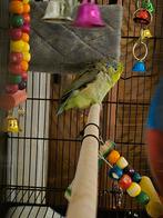 Nieuw thuis gezocht voor mijn Forpus mannetje., Dieren en Toebehoren, Mannelijk, Dwergpapegaai of Agapornis, Tam