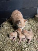 Boerderij kittens (nog 2 te koop!), Meerdere dieren, 0 tot 2 jaar