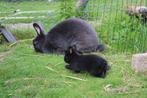Jonge, blauw/zwarte konijnen te koop, Dieren en Toebehoren, Meerdere dieren, Middelgroot, 0 tot 2 jaar