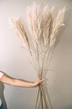 Mooie grote pampas pluimen 2 meter lang, Ophalen, Nieuw