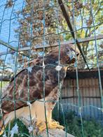 Roodstaart buizerd, Mannelijk, Geringd