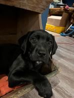 Cane corso kruising labradoodle, Dieren en Toebehoren, Meerdere, Meerdere dieren, Middel, Nederland