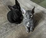 Cornish Rex Kittens, Dieren en Toebehoren, Katten en Kittens | Raskatten | Korthaar, Meerdere dieren, Ontwormd, 0 tot 2 jaar