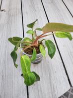 Philodendron Painted Lady, Overige soorten, Minder dan 100 cm, Groene kamerplant, Halfschaduw