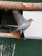 Blauwe Grondduifjes, Dieren en Toebehoren, Vogels | Overige Vogels, Meerdere dieren, Geringd