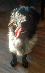 Hele mooie blauw schimmel friese stabij reu, Dieren en Toebehoren, 15 weken tot 1 jaar, Reu, Eén hond, Nederland