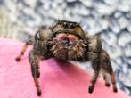 Phidippus Regius Everglades Adult, Dieren en Toebehoren, Spin of Schorpioen