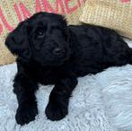 Labradoodle pups te koop!, Dieren en Toebehoren, Honden | Niet-rashonden, 8 tot 15 weken, Groot, Meerdere, Meerdere dieren
