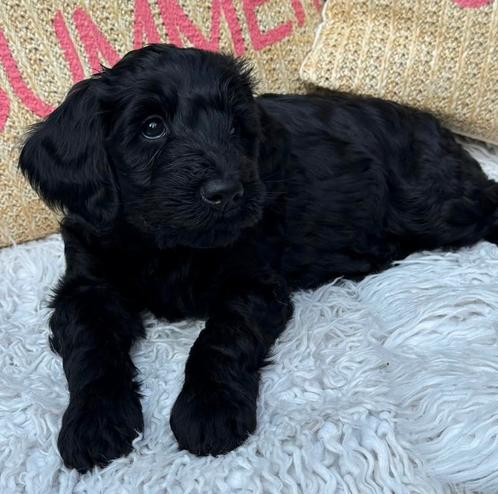 Labradoodle pups te koop!, Dieren en Toebehoren, Honden | Niet-rashonden, Groot, Meerdere dieren, Particulier, Meerdere, Nederland