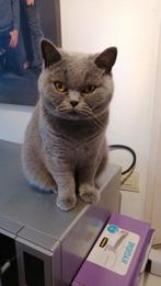 Brits korthaar., Dieren en Toebehoren, Katten en Kittens | Raskatten | Korthaar, Poes, Gechipt, 0 tot 2 jaar