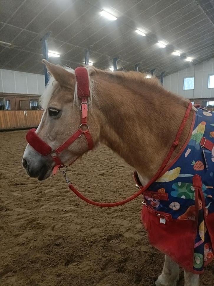 Verzorger/bijrijder gezocht zuidoost beemster P-end, Dieren en Toebehoren, Paarden, Merrie, Recreatiepaard