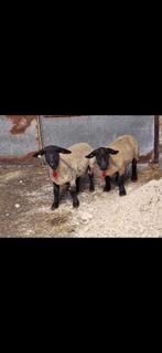 2 Suffolk ooien, Dieren en Toebehoren, Vrouwelijk, Schaap