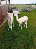 Alpaca's, Dieren en Toebehoren, Overige Dieren, Mannelijk, Voor 1 juli 2024