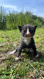 Lieve knappe Kittens, Kater