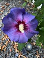 ♥️ Hibiscus zaden, 8 verschillende kleuren bloemen, zaadjes, Ophalen of Verzenden, Volle zon