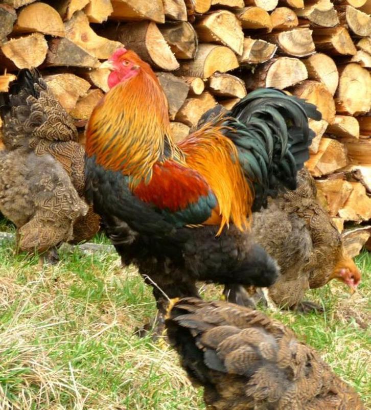 BRAHMA broedeieren patrijskleurig geband groot ras 4€, Dieren en Toebehoren, Pluimvee, Kip, Geslacht onbekend