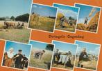 DWINGELOO Oogstdag, Verzamelen, Ansichtkaarten | Nederland, Verzenden, 1980 tot heden, Gelopen, Drenthe