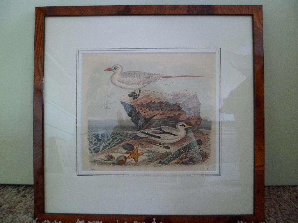 oude ingekleurde vogel pentekening 1863, Ophalen of Verzenden