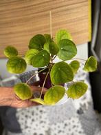 Pilea Peperomia, Huis en Inrichting, Kamerplanten, Ophalen of Verzenden