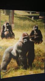 Apenheul  Berg en Bos Apeldoorn., Ophalen of Verzenden, 1980 tot heden, Gelopen