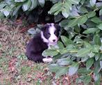 Border collie pups met FCI stamboom, Dieren en Toebehoren, Reu, CDV (hondenziekte), 8 tot 15 weken, Collie