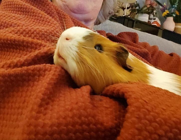 Olijke Duo: Ben en Jerry., Dieren en Toebehoren, Knaagdieren, Mannelijk, Cavia, Augustus, Tam