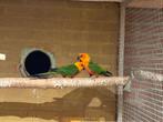 Broedkoppel jendayaparkiet, Dieren en Toebehoren, Meerdere dieren, Parkiet