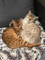 Liefste Bengaal zoekt koninkrijk, goed lezen aub, Dieren en Toebehoren, Katten en Kittens | Raskatten | Korthaar, Meerdere dieren