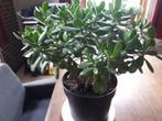 Crassula Ovata Geluksboom., Huis en Inrichting, Kamerplanten, Ophalen, Vetplant, Halfschaduw, Minder dan 100 cm