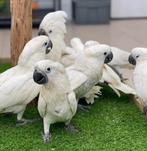 puppy witkuif kaketoes, Dieren en Toebehoren, Vogels | Parkieten en Papegaaien, Meerdere dieren, Papegaai, Pratend