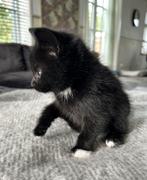 Lieve kittens, Geslacht onbekend, Ontwormd, 0 tot 2 jaar