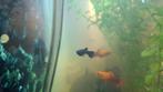 Jonge Black Mollies, Dieren en Toebehoren, Vissen | Aquariumvissen, Vis, Zoetwatervis, Schoolvis