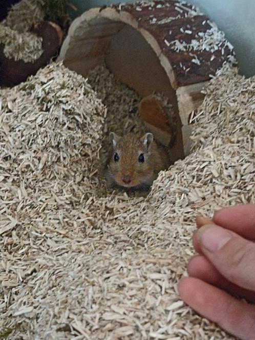 Wildkleur gerbil man, Dieren en Toebehoren, Knaagdieren, Mannelijk, Overige typen, Voor 1 juli 2024, Tam