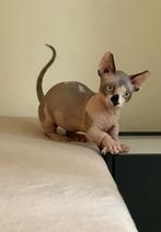 Sphinx Sphynx katten , Dwelf, Bambino, Elf, Dieren en Toebehoren, Katten en Kittens | Raskatten | Korthaar, Meerdere dieren, Gechipt