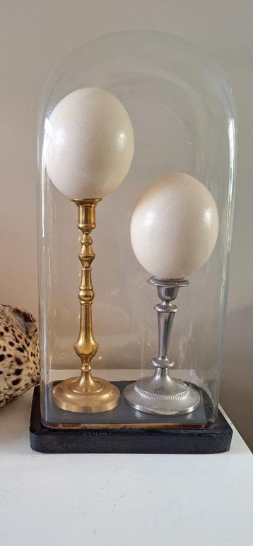 2. diverse opgezette dieren taxidermie anatomische modelle beschikbaar voor biedingen