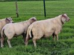 Jonge dekrammen Rouge x Texelaar, Dieren en Toebehoren, Schapen, Geiten en Varkens, Mannelijk, Schaap