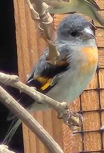 Kapoetsensijs pop ruilen, Vrouwelijk, Geringd